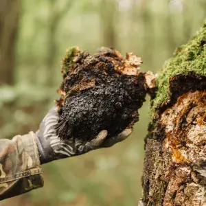 Functional-Mushroom-CHAGA_TREE