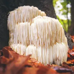 lions mane mushrooms